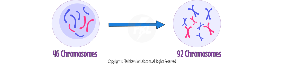 Duplication of Chromosomes